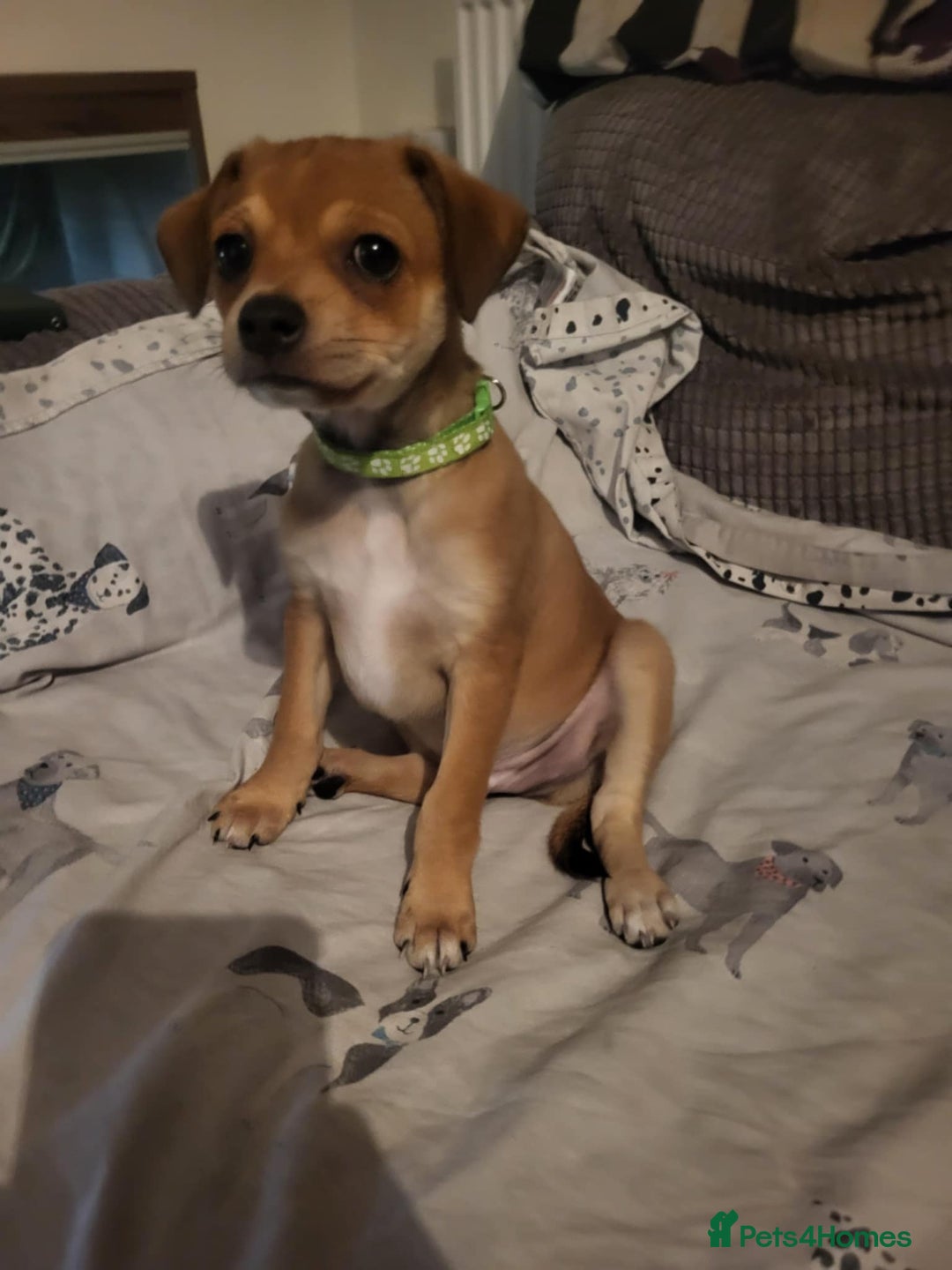 Mixed Breed dogs for sale: Fox terrier x chug puppies - Image 10
