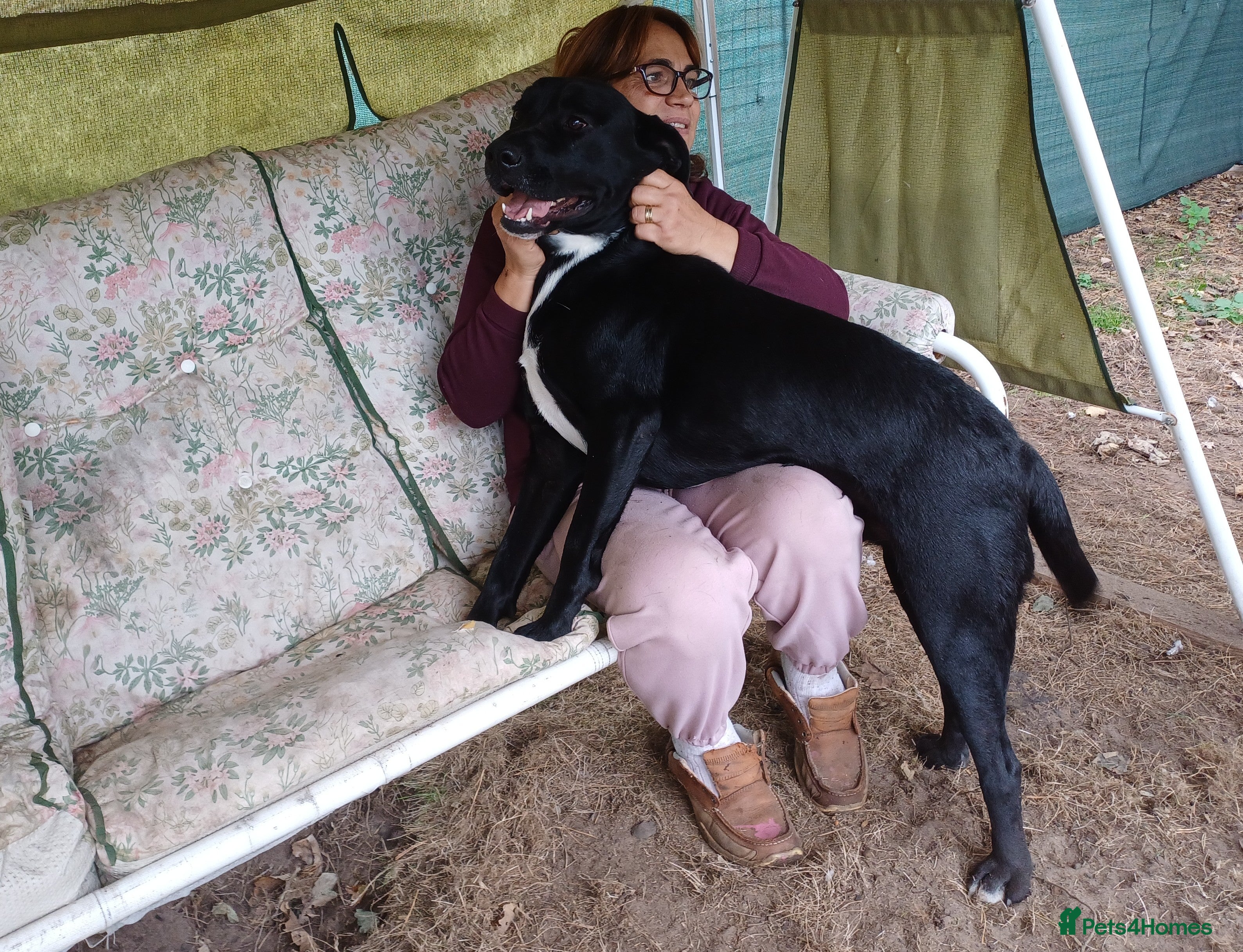 Mixed Breed dogs SHEAMUS-a sensitive Soul for the right Human Match - Advert 2