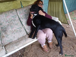 Mixed Breed dogs SHEAMUS-a sensitive Soul for the right Human Match - Advert 2