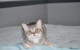 British Shorthair cats for sale: Beautiful British shorthair female kitten - Image 2