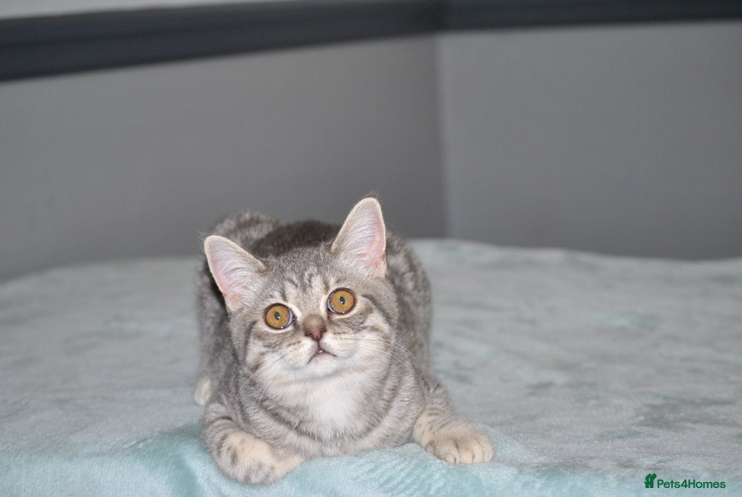 British Shorthair cats for sale: Beautiful British shorthair female kitten - Image 2