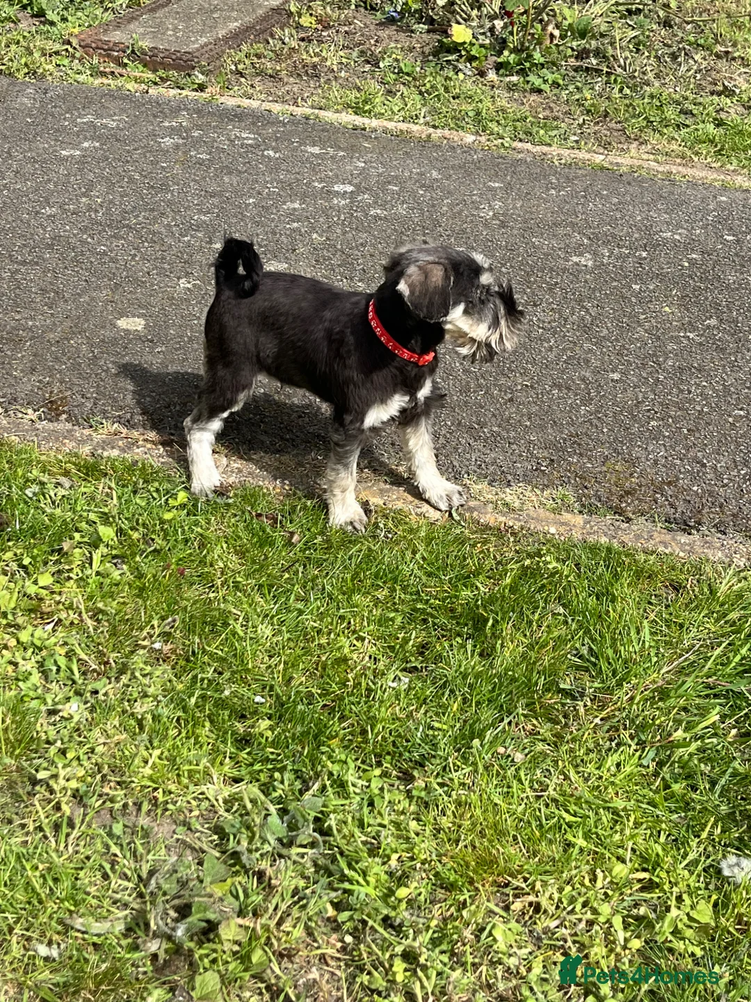 Miniature Schnauzer dogs for sale: Miniature Schnauzer Puppy in London - Advert 4