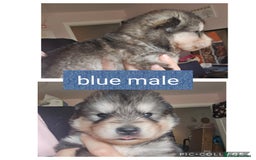 Alaskan Malamute dogs for sale: Alaskan malamute puppies for sale - Image 5