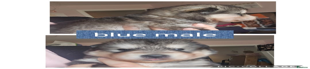 Alaskan Malamute Puppy 2