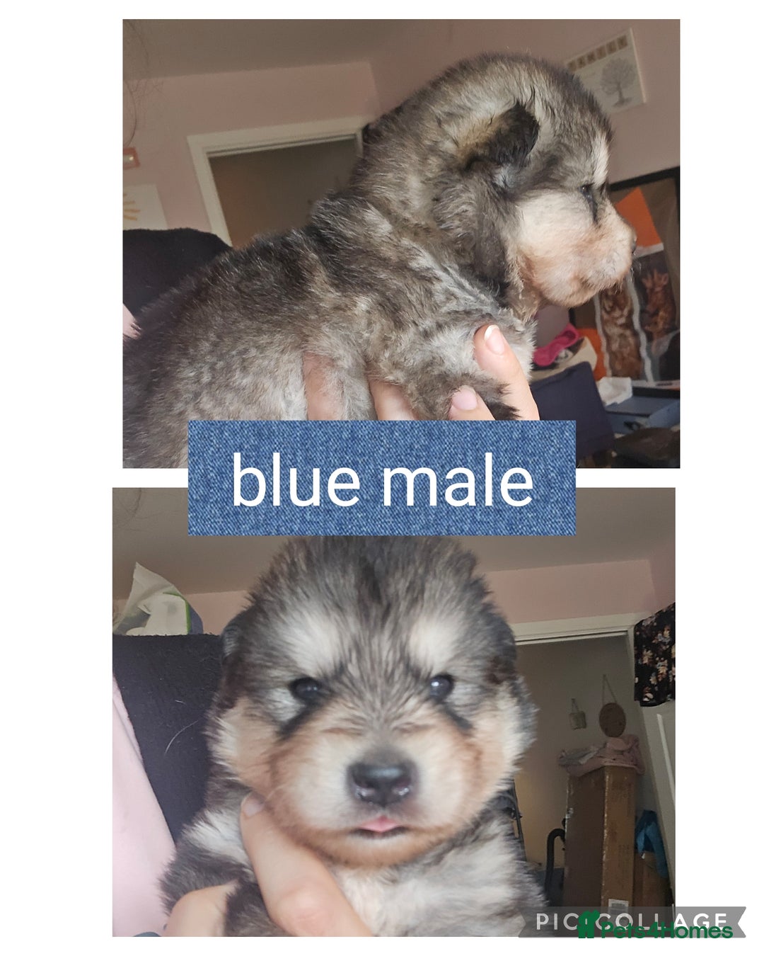 Alaskan Malamute dogs for sale: Alaskan malamute puppies for sale - Image 5