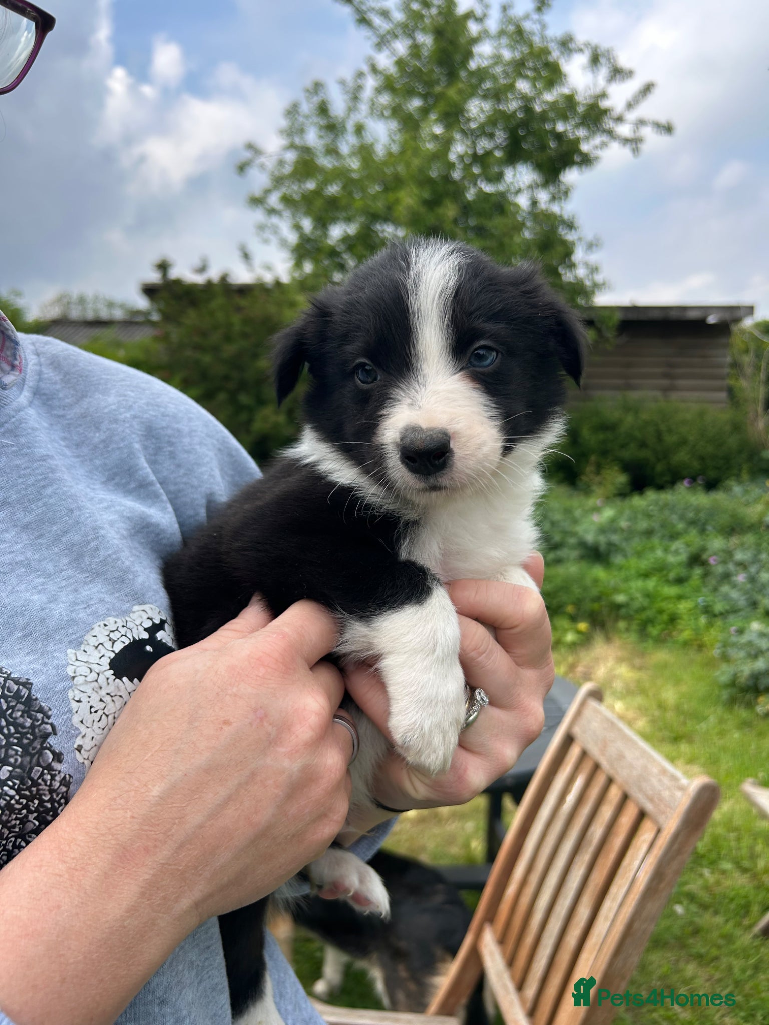 Border Collie dogs Beautiful long haired collie pups - Advert 2