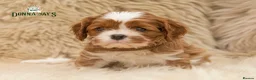 Cavalier King Charles Spaniel dogs for sale: ✨ DONNAJAYS CAVALIER KING CHARLES SPANIEL ✨ - Advert 14