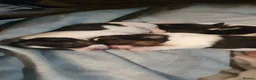 Jack Russell dogs for sale: GORGEOUS TRI-COLOURED JACK RUSSELL PUPPIES - Advert 4