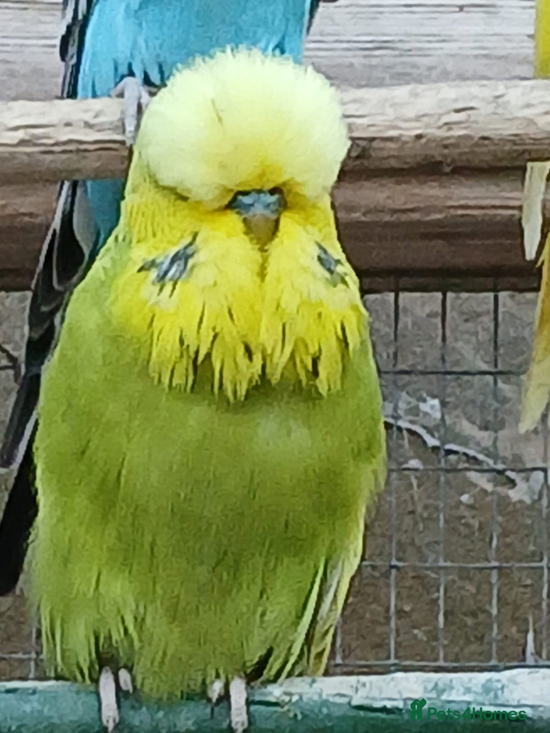 Budgerigars birds for sale: Budgies. Various colours. - Advert 4