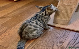 Bengal cats for sale: Sweet kittens - Image 10