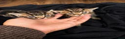 Bengal cats for sale: Bengal Kittens Looking for Their Forever Homes  - Advert 19