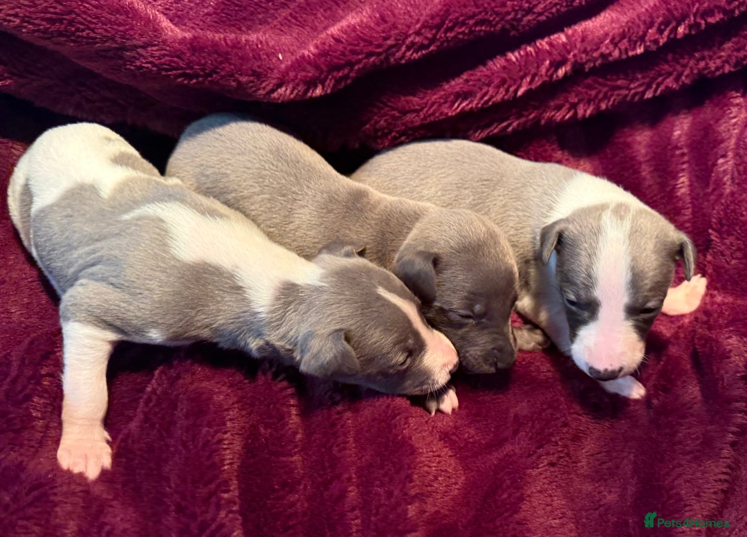 Whippet dogs for sale: 3 Stunning Whippet Boy's available  - Advert 5