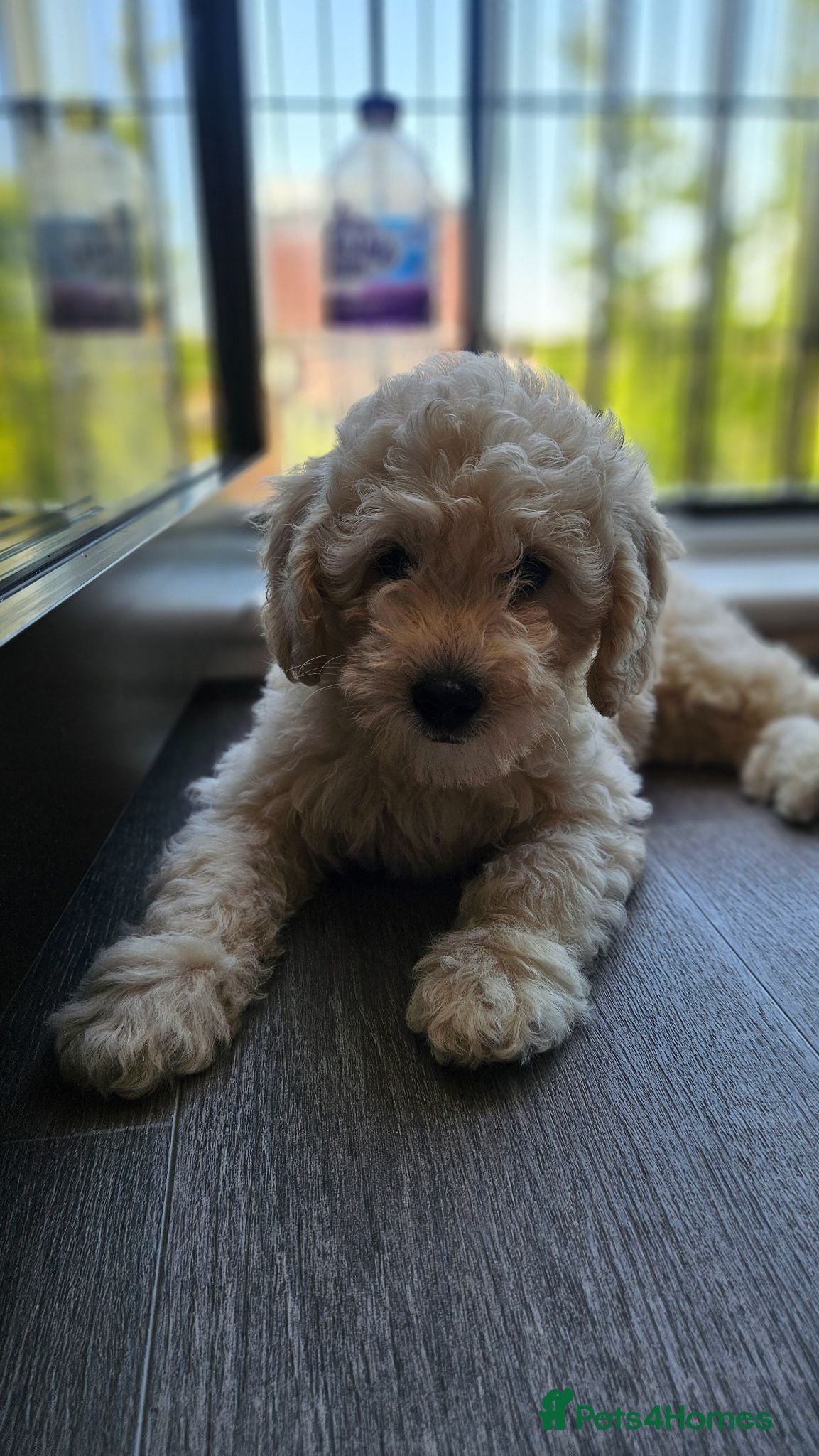 Mini Goldendoodle dogs for sale: Toy Goldendoodle Pups✨READY TO GO TO FOREVER HOMES - Advert 1