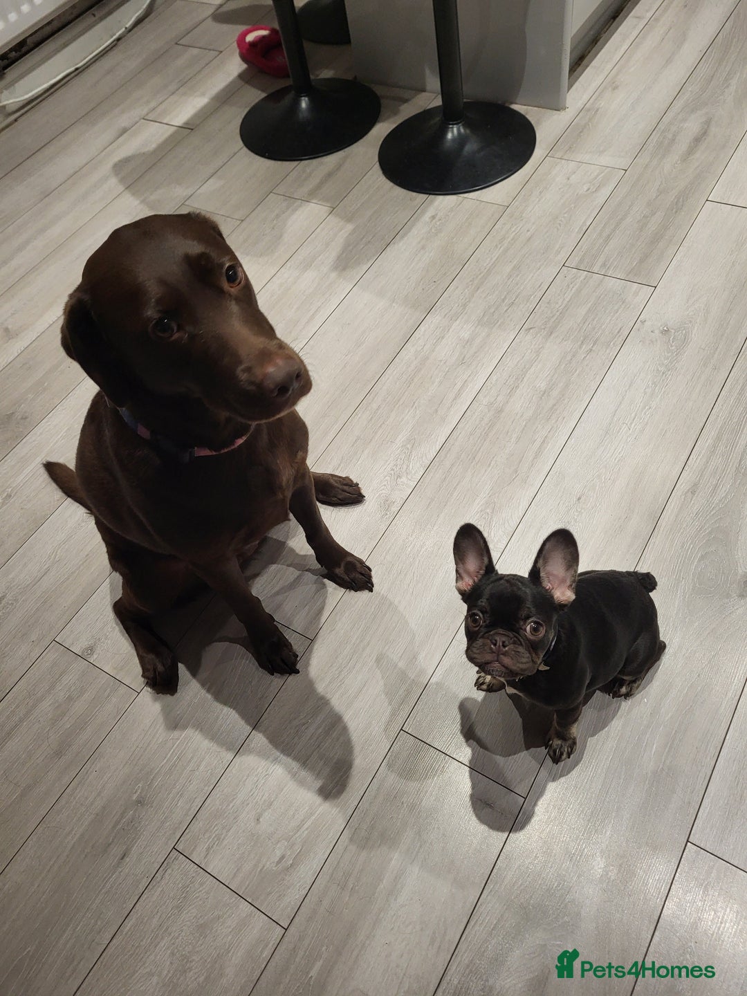 French Bulldog dogs for sale: Bitch Mini french bulldog - Image 13