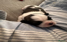Shih Tzu dogs for sale: 5 gorgeous Shih Tzu puppies - Image 23