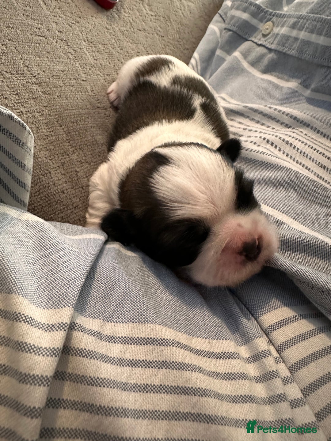 Shih Tzu dogs for sale: 5 gorgeous Shih Tzu puppies - Image 23