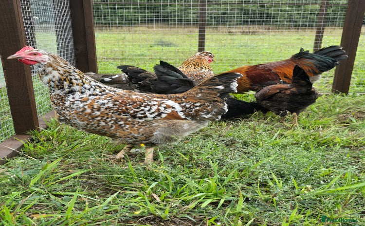 Chickens poultry - Advert 1