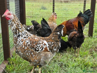 Chickens poultry - Advert 9