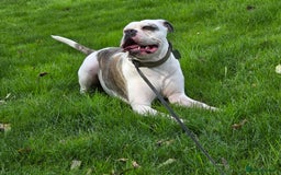 American Bulldog dogs for sale: Rescue Ozzy  - Image 19