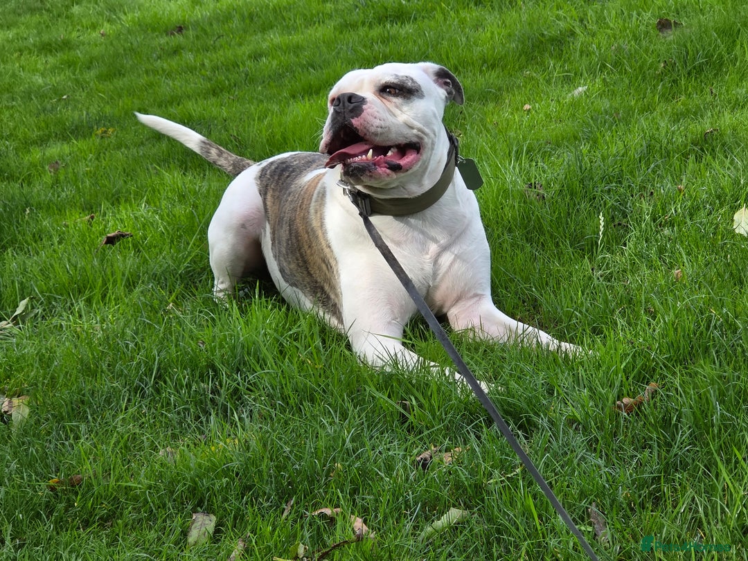 American Bulldog dogs for sale: Rescue Ozzy  - Image 19