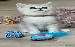British Shorthair cats for sale: British Shorthair Kittens. Stunning 🩶 Silver - Image 7