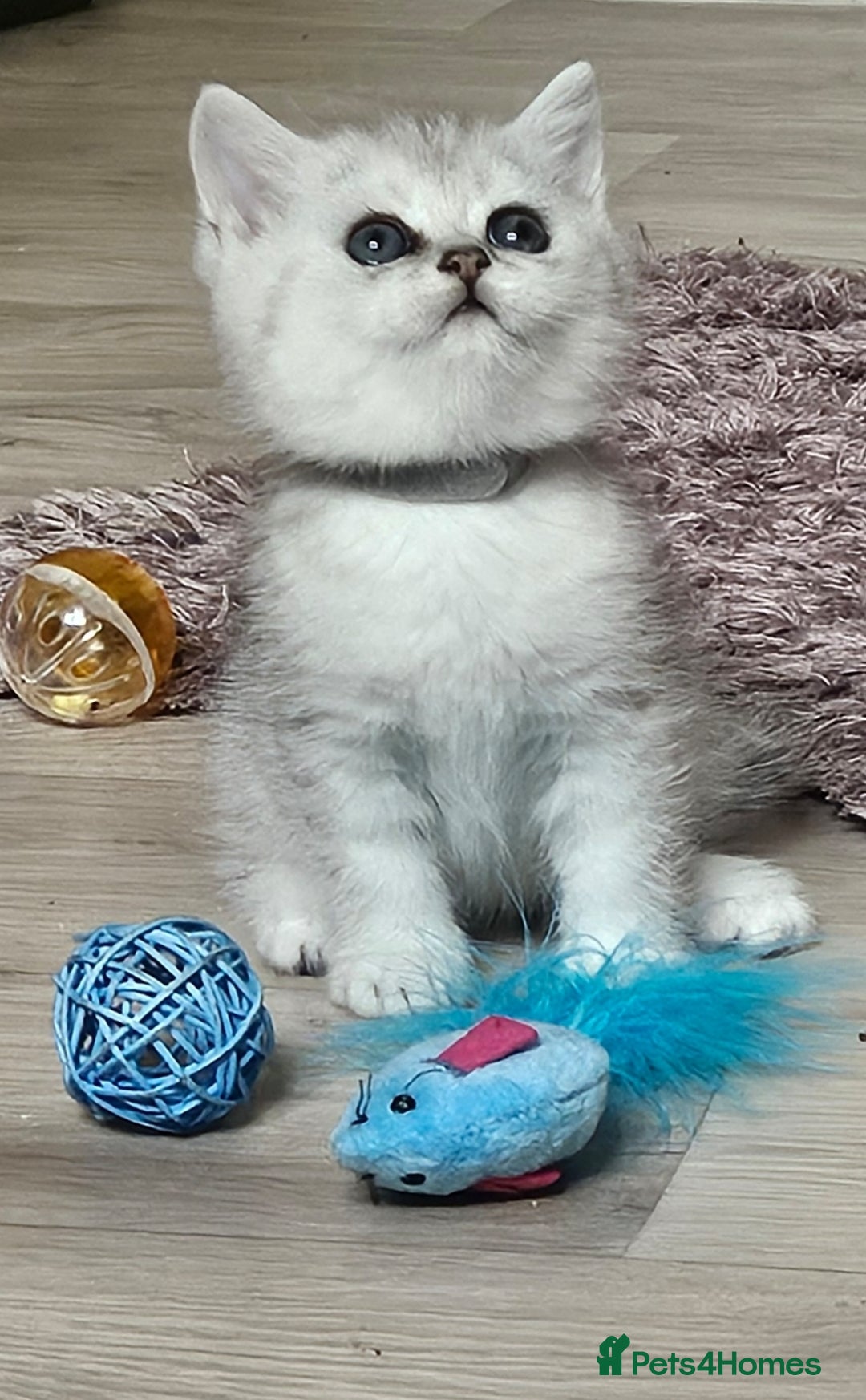British Shorthair cats for sale: British Shorthair Kittens. Stunning 🩶 Silver - Image 7