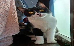 British Shorthair cats for sale: Bsh kitten  - Image 1