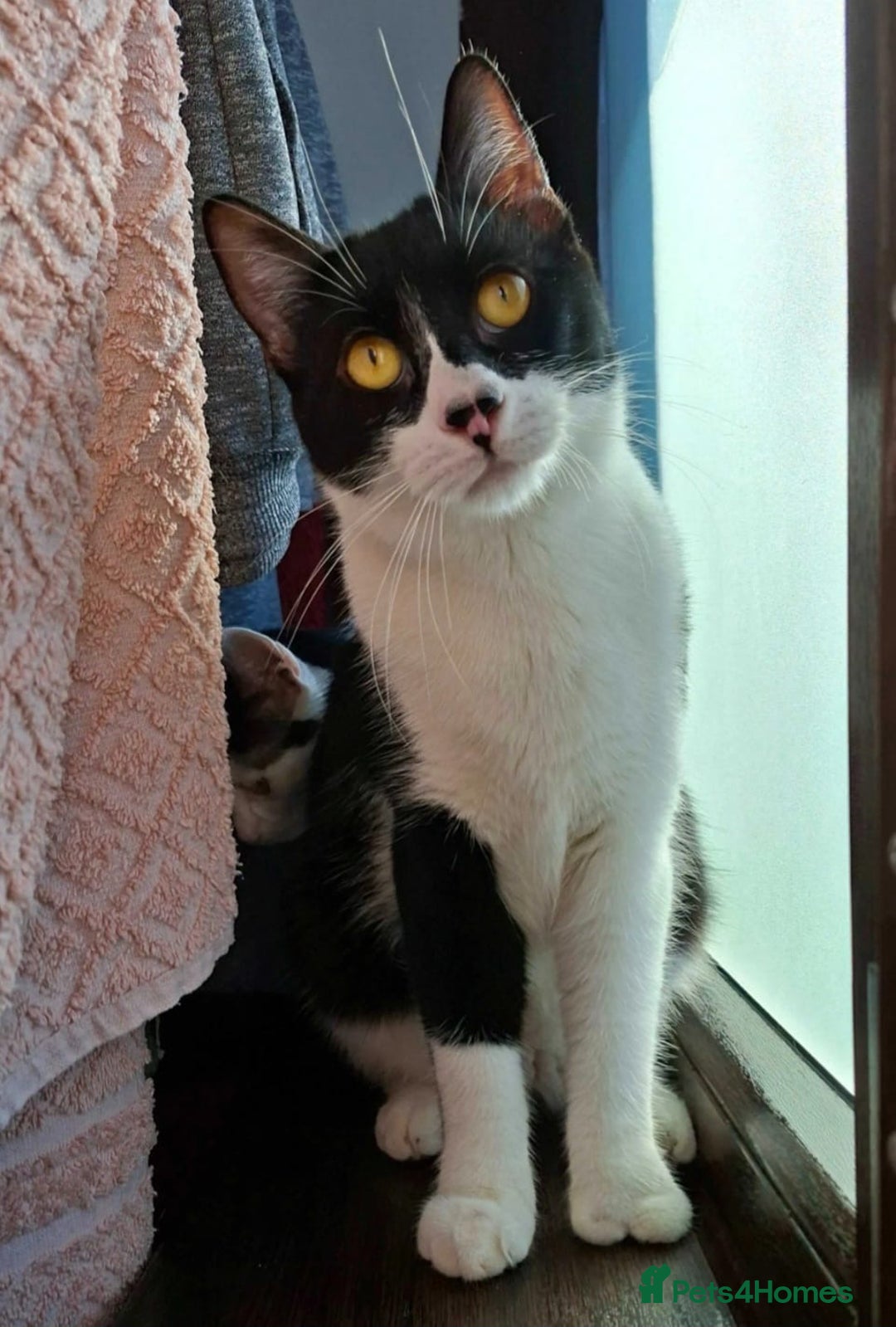 British Shorthair cats for sale: Bsh kitten  - Image 1