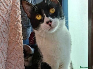 British Shorthair cats - Advert 1