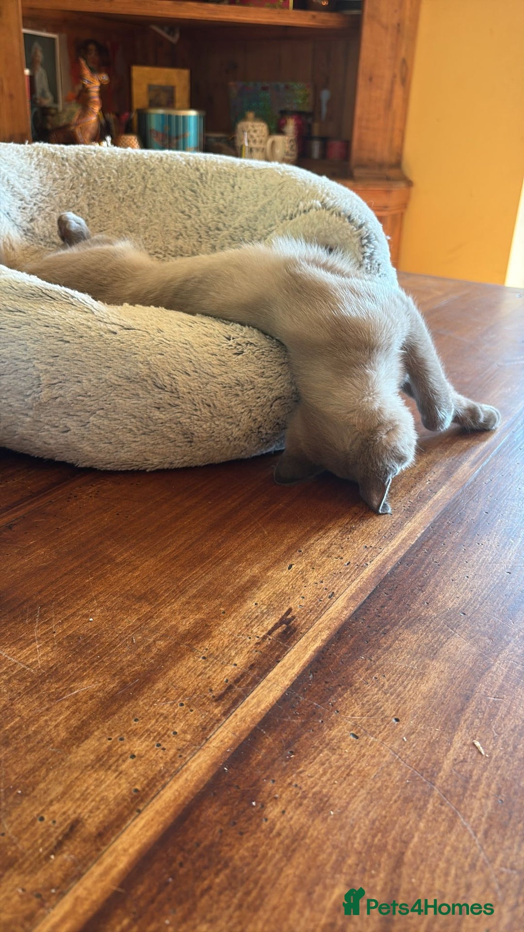 Tonkinese cats for sale: Exquisite Tonkdolls - Advert 10