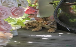 Bengal cats for sale:  🐾Four Beautiful Bengal Kittens🐾 - Image 19