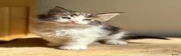 Maine Coon cats for sale: Beautiful Maine Coon kittens - Advert 18