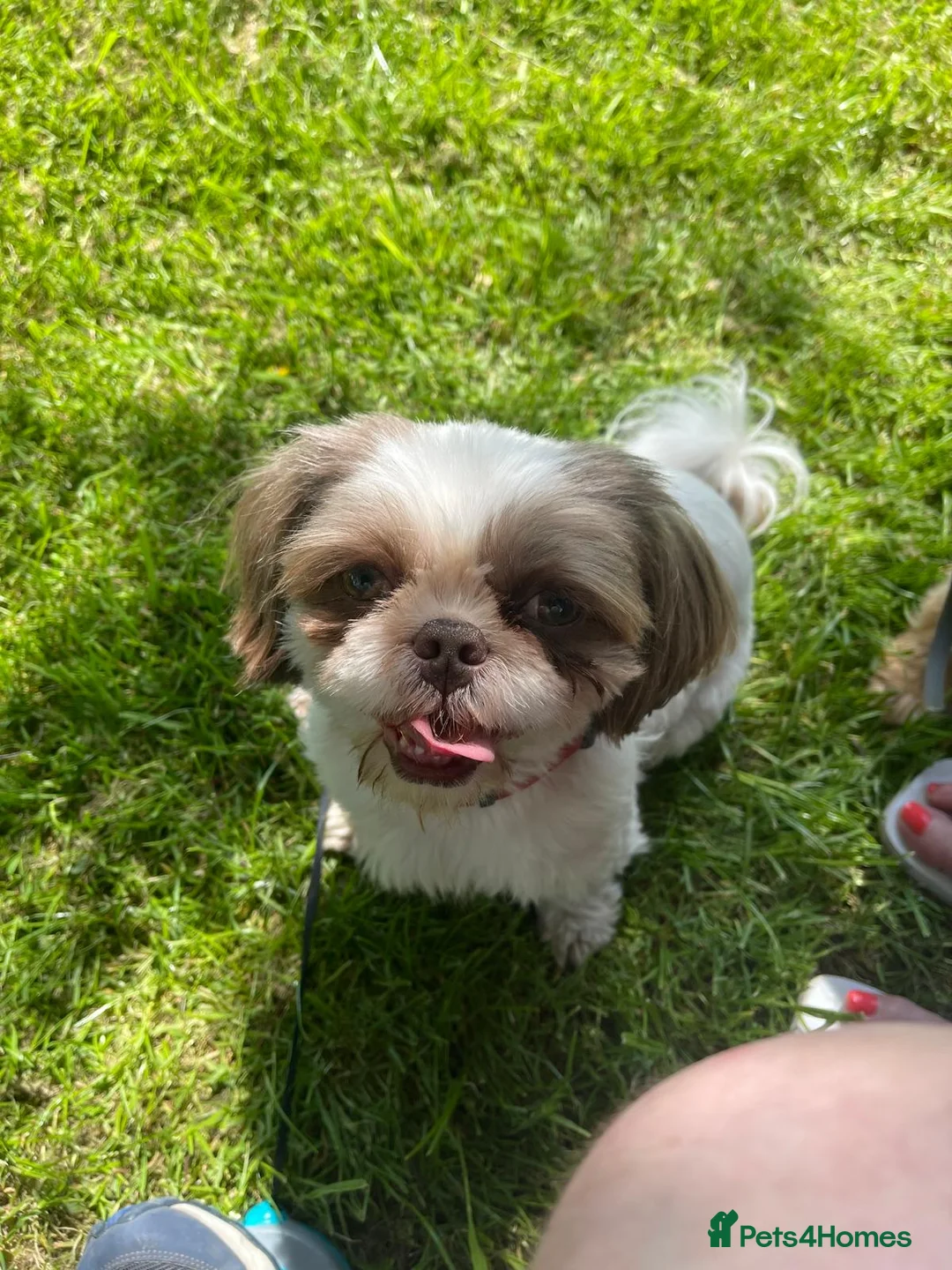 Shih Tzu dogs for sale: Peanut needs a good home - Advert 1