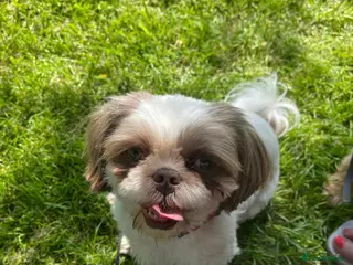 Shih Tzu dogs Peanut needs a good home - Advert 5
