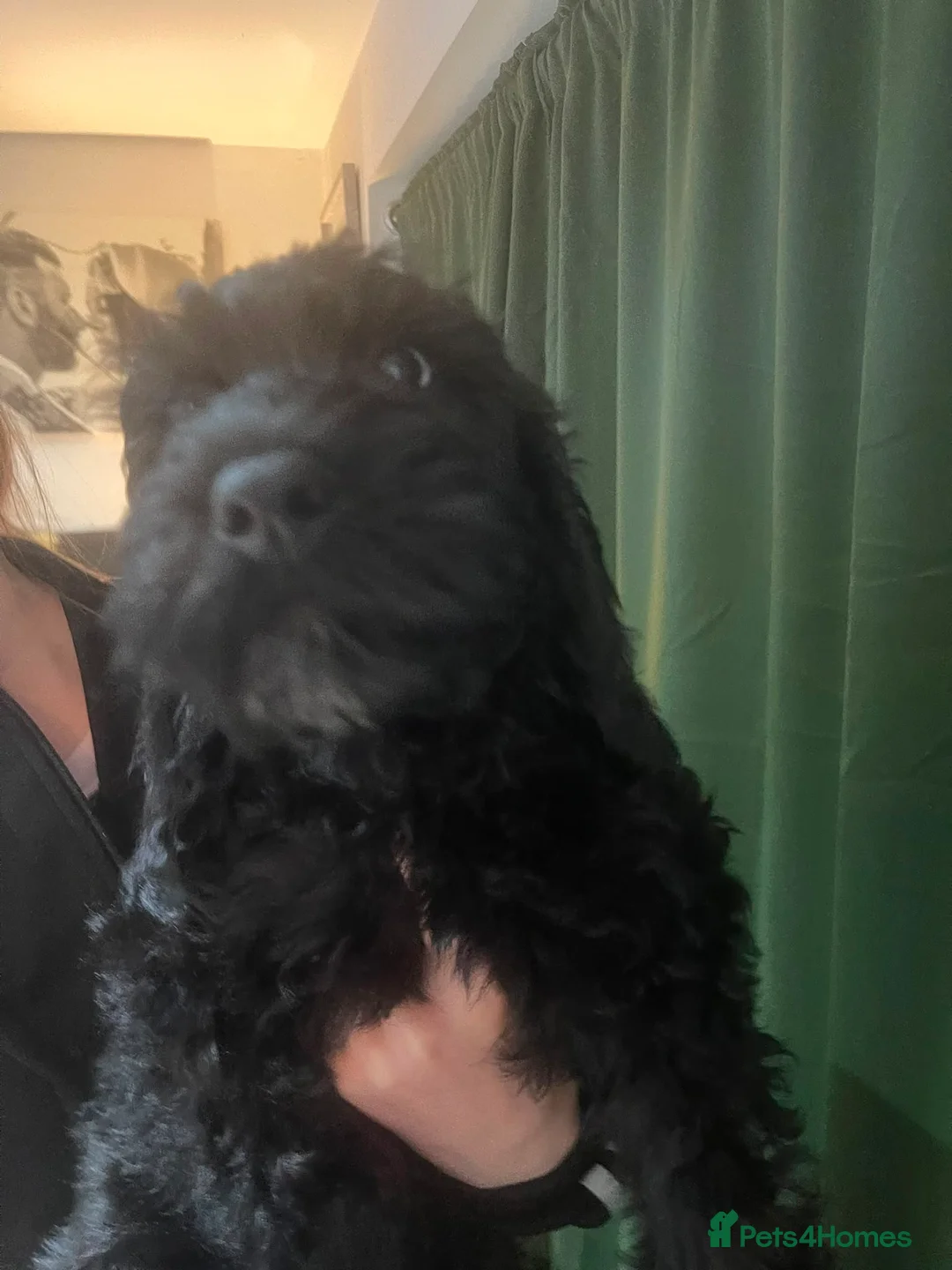 Mini Goldendoodle dogs for sale: LAST REMAINING BOY… massively reduced  - Advert 2