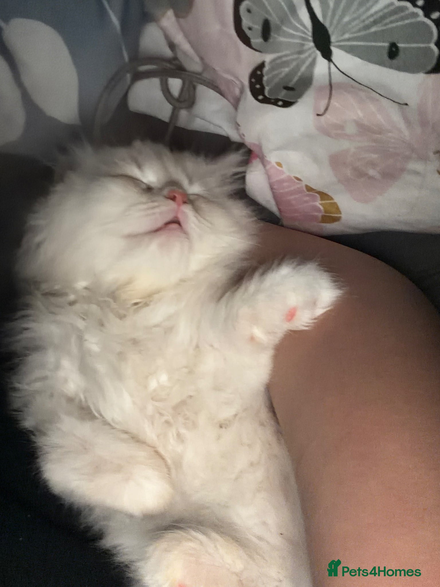 Persian cats LAST TWO LEFT!!!!!!!!! PURE PERSIAN KITTENS!!!!! - Advert 1