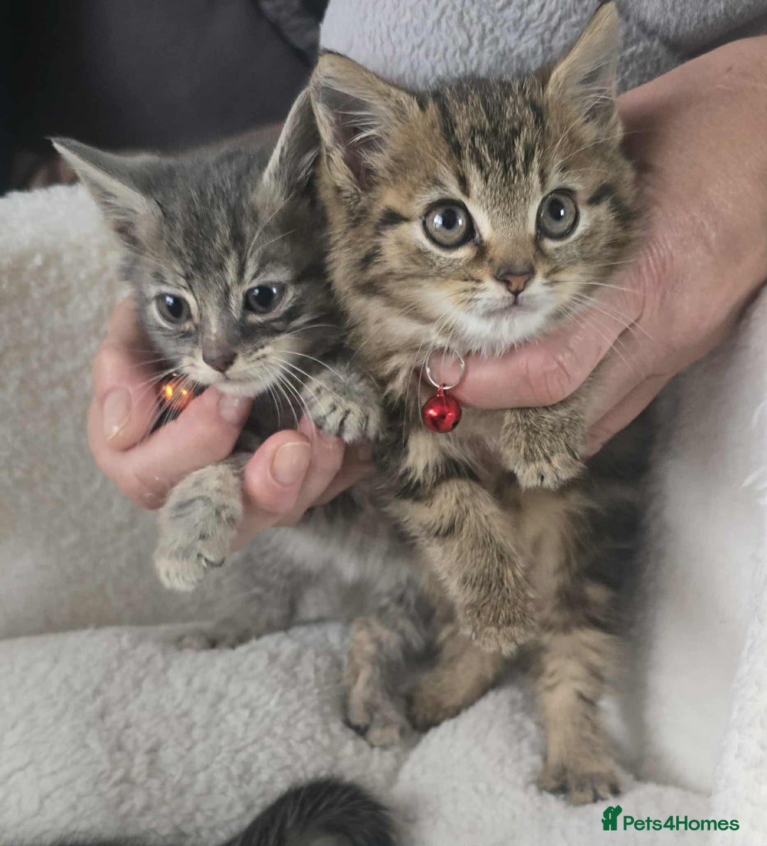 Maine Coon cats for sale: Adorable kittens Maine coon  - Image 10