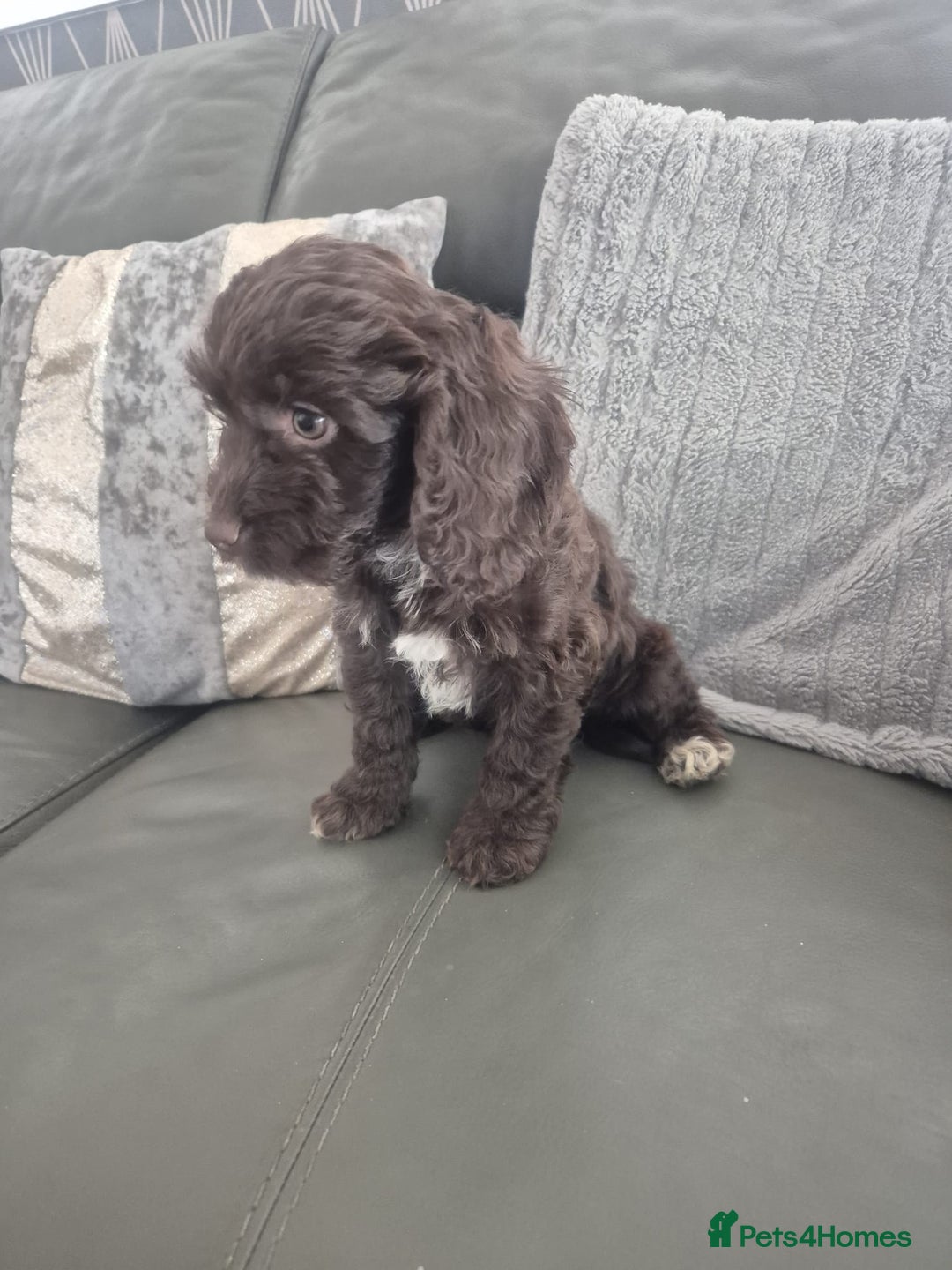 Cockapoo dogs for sale: F1 cockapoo - Ready Now - Image 32