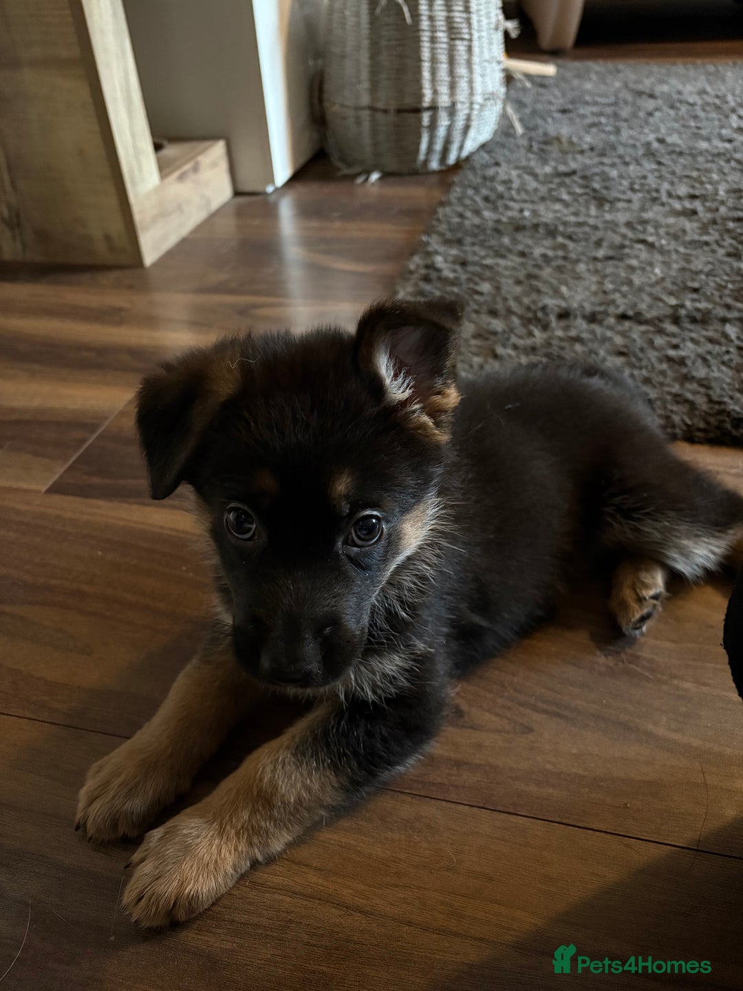 Mixed Breed dogs for sale: Belgian malinois x German Shepherd puppies  - Advert 37