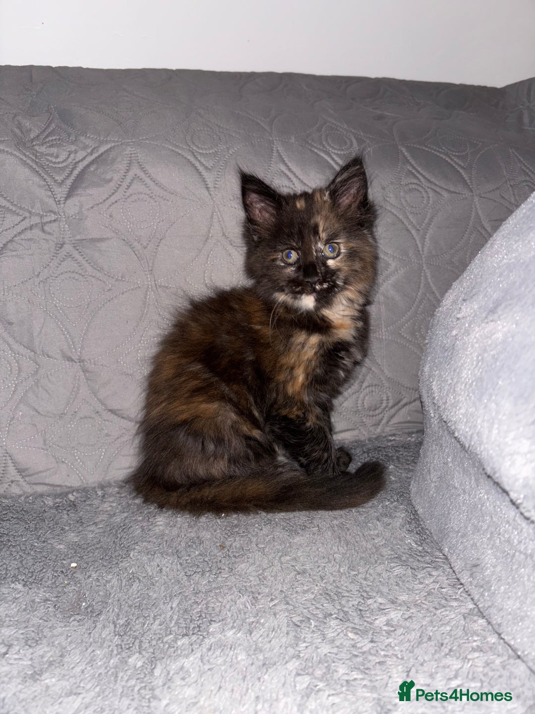 Maine Coon cats for sale: Maine Coon Kitten 🐾 LAST CHANCE – £850 🐾  - Advert 5