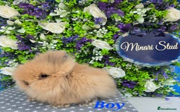 Lionhead rabbits for sale: Purebred lionhead babies available now  in Gloucester - Image 7