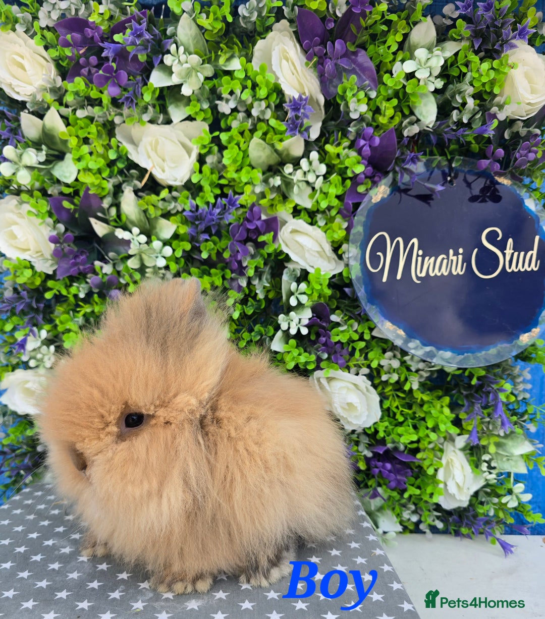 Lionhead rabbits for sale: Purebred lionhead babies available now  in Gloucester - Image 7