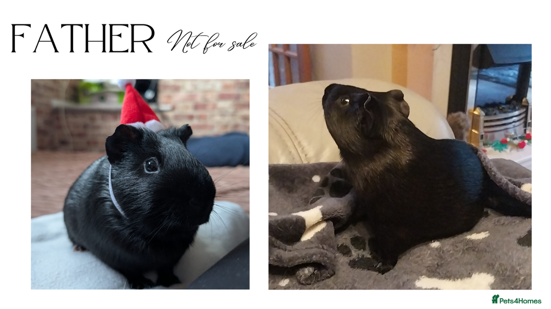 Guinea Pig rodents for sale: Guinea pigs for Sale ! - Advert 7