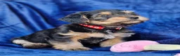 Jack Russell dogs for sale: Beautiful Litter of Jack Russell Puppies  - Advert 16