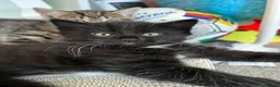 Mixed Breed cats for sale: Maine coon mix - Advert 10