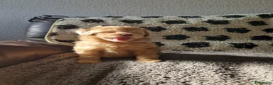 Tiny Tim