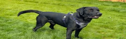Labrador Retriever dogs for stud: Outstanding Working Line Black Labrador Retriever  - Advert 1