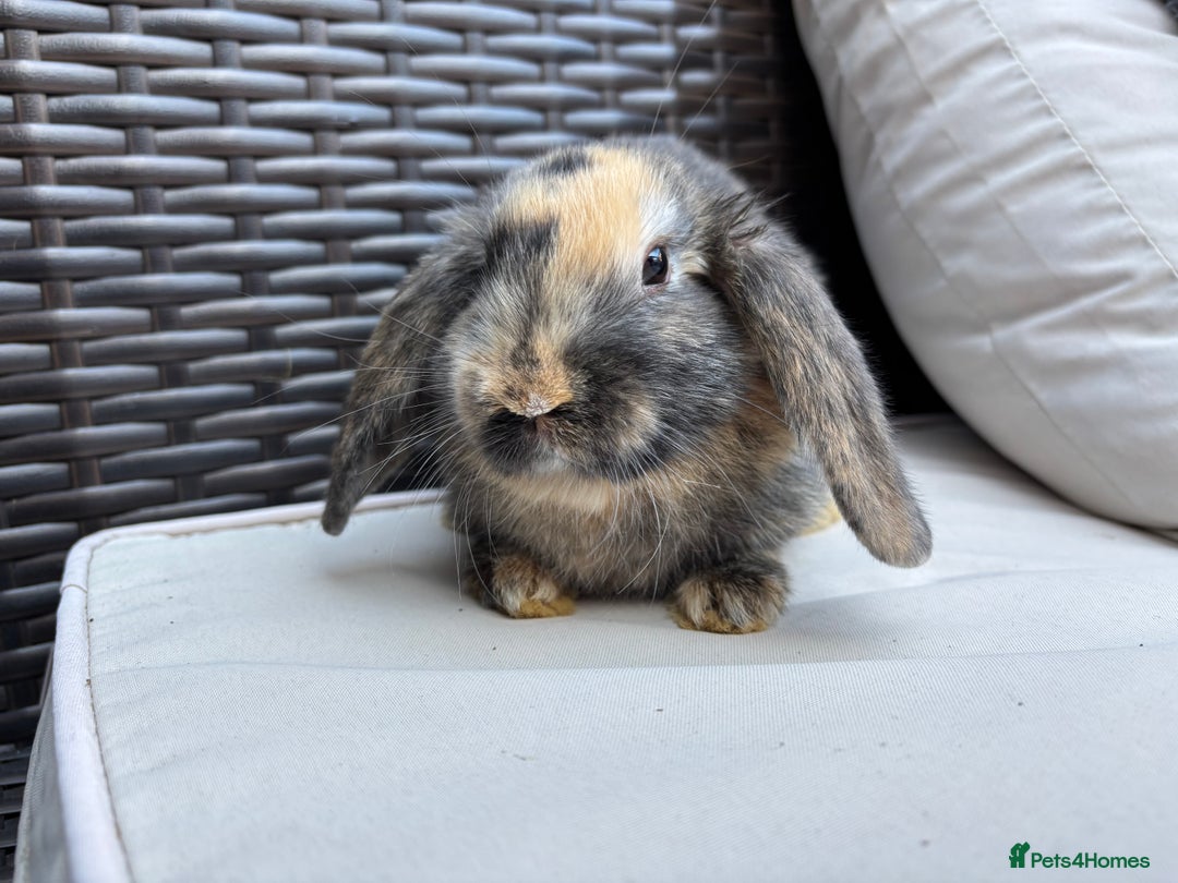 English Lop rabbits for sale: 4 baby rabbits  - Advert 1