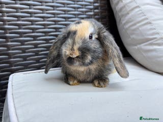 English Lop rabbits 4 baby rabbits - Advert 1