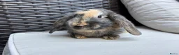 English Lop rabbits for sale: 4 baby rabbits  - Advert 1
